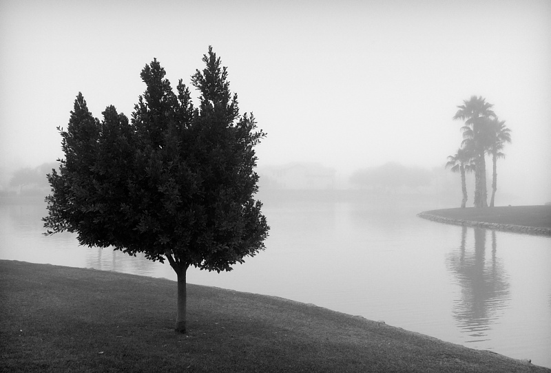 Tree in fog, Arizona, 2003