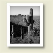 Saguaro Hillside, Superstition Mountains, Arizona, 2005