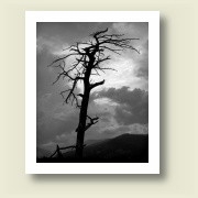 Dead tree, RMNP, 2007