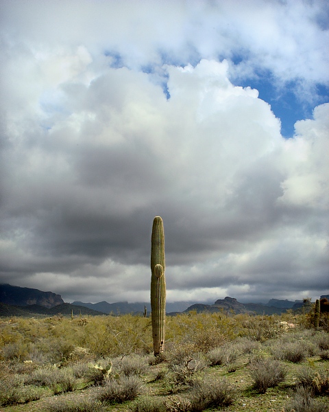 Saguaro Monolith, Superstition Mountains, Arizona, 2003